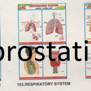 161.Part of The Body-2, 162.Digestive System,163.Respiratory System,164.Heart ,165.Human Diseases-1