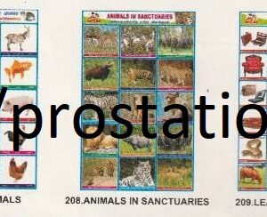 206.Farm Animals ,207.Pet Animals ,208.Animals In Sanctuaries ,209.Leather Products ,210.Sounds of Birds
