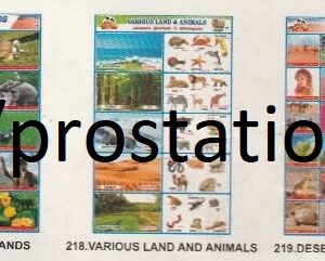 216.Sea Shell ,217.Kinds of Lands  ,218.Various Land And Animals ,219.Desert Life & Plants ,220.Cold Region Life