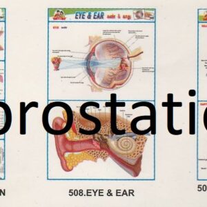 506.Muscular system ,507.Blood Circulation ,508.Eye & Ear ,509.Anotomy of Fish & Earthworm ,510.Anotomy of Animals & Birdsf