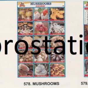 576.Oil Seeds ,577.Types of Clocks ,578.Mushrooms ,579.கடையேழு வள்ளல்கள் ,580.Symbols of TamilNadu