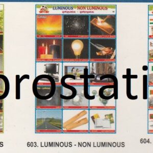601.Bats ,602.Colourful Birds ,603.Luminous-Non Luminous ,604.Neighbour Countries of India , 605.Madurai