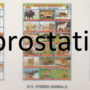 611.Adjectives Comparison , 612.Adverbs ,613.Hybrid Animals ,614.Pest ,615.New Stone Age Man