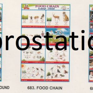 681.Sky ,682.Treasures Under the Ground , 683.food Chain ,684.Uses of Robots ,685.Cultivation of Rice